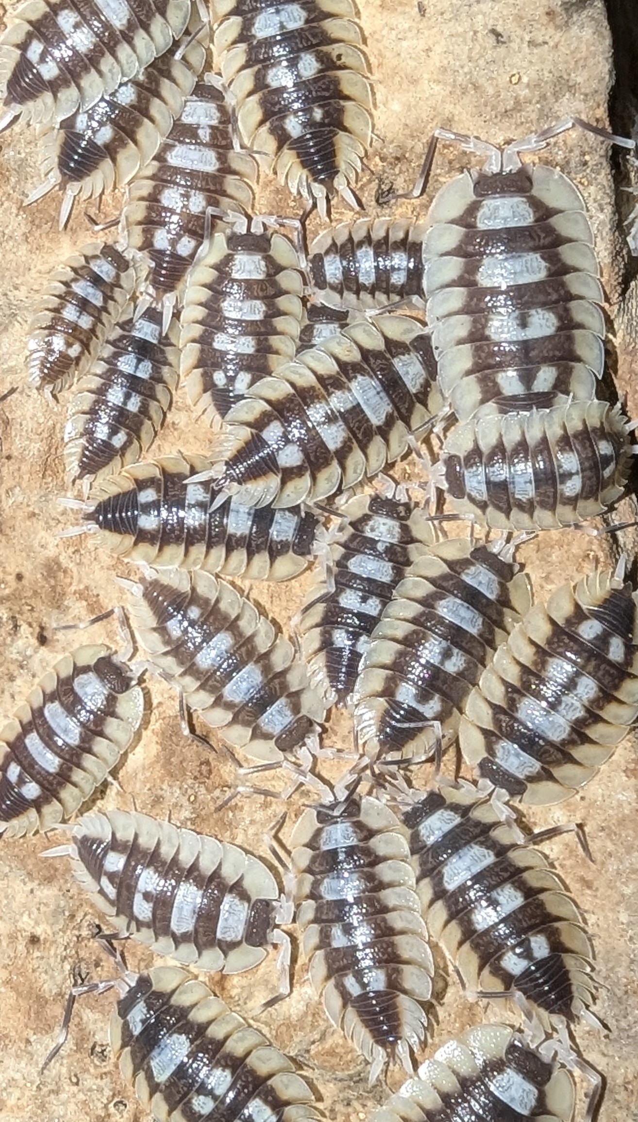 Porcellio Expansus "Tortosa"