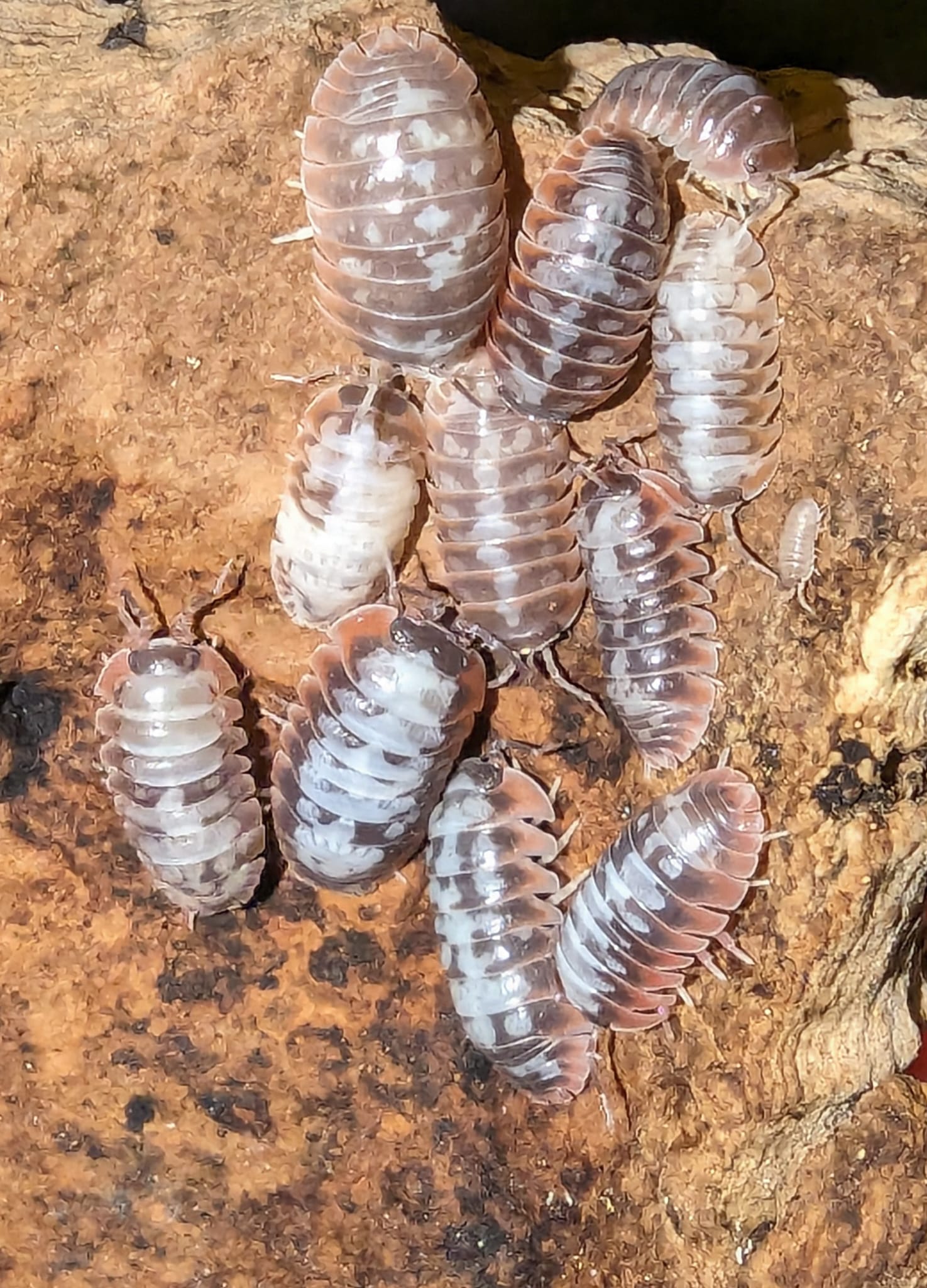 Armadillidium Klugii "Skeleton"