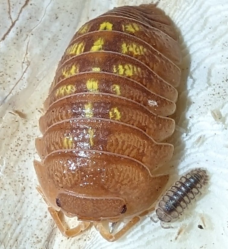 Armadillidium Granulatum "Orange"