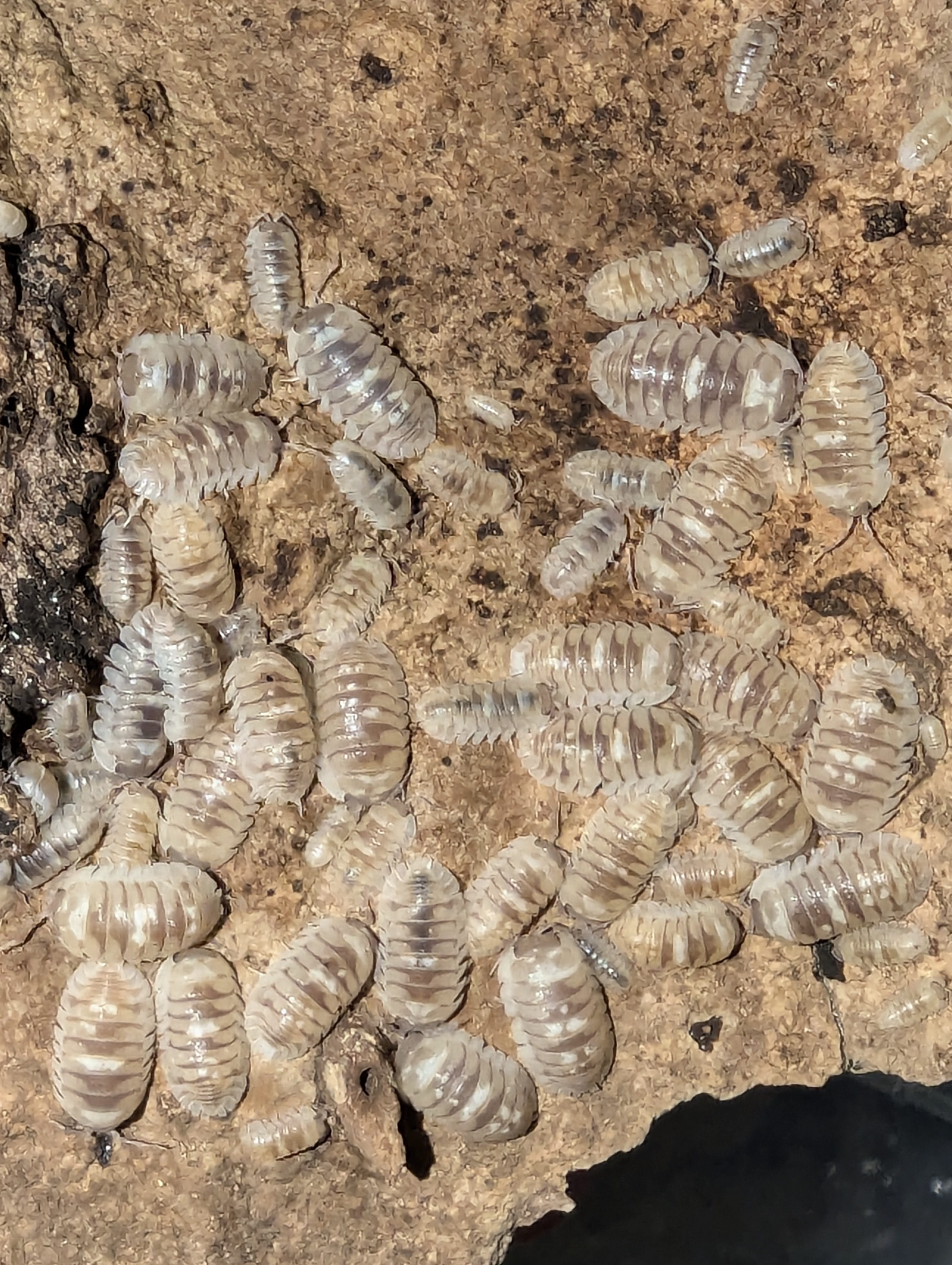 Armadillidium Españoli Marbelised