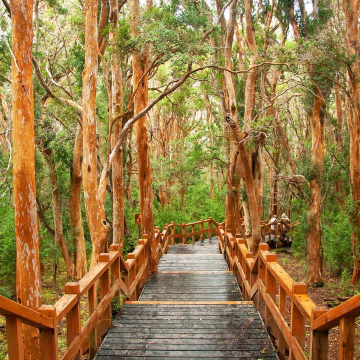 ISLA VICTORIA BOSQUE ARRAYANES