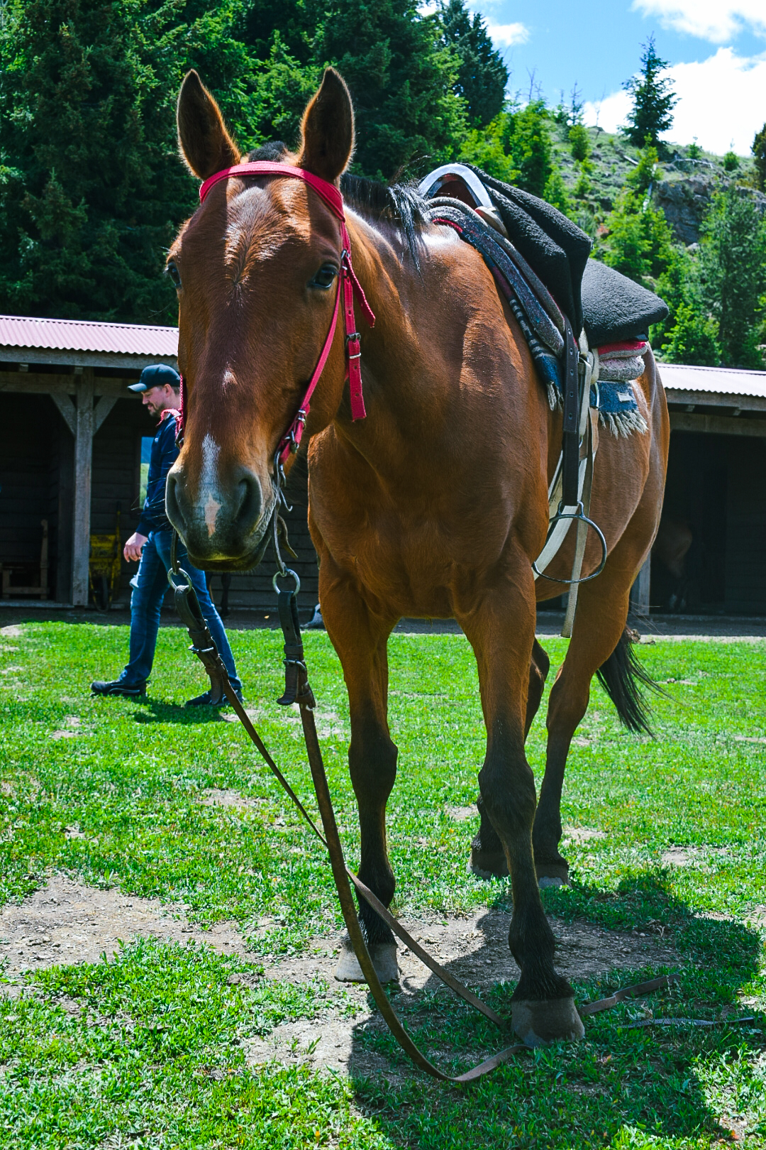 CABALGATA BOSQUE Y LAGO