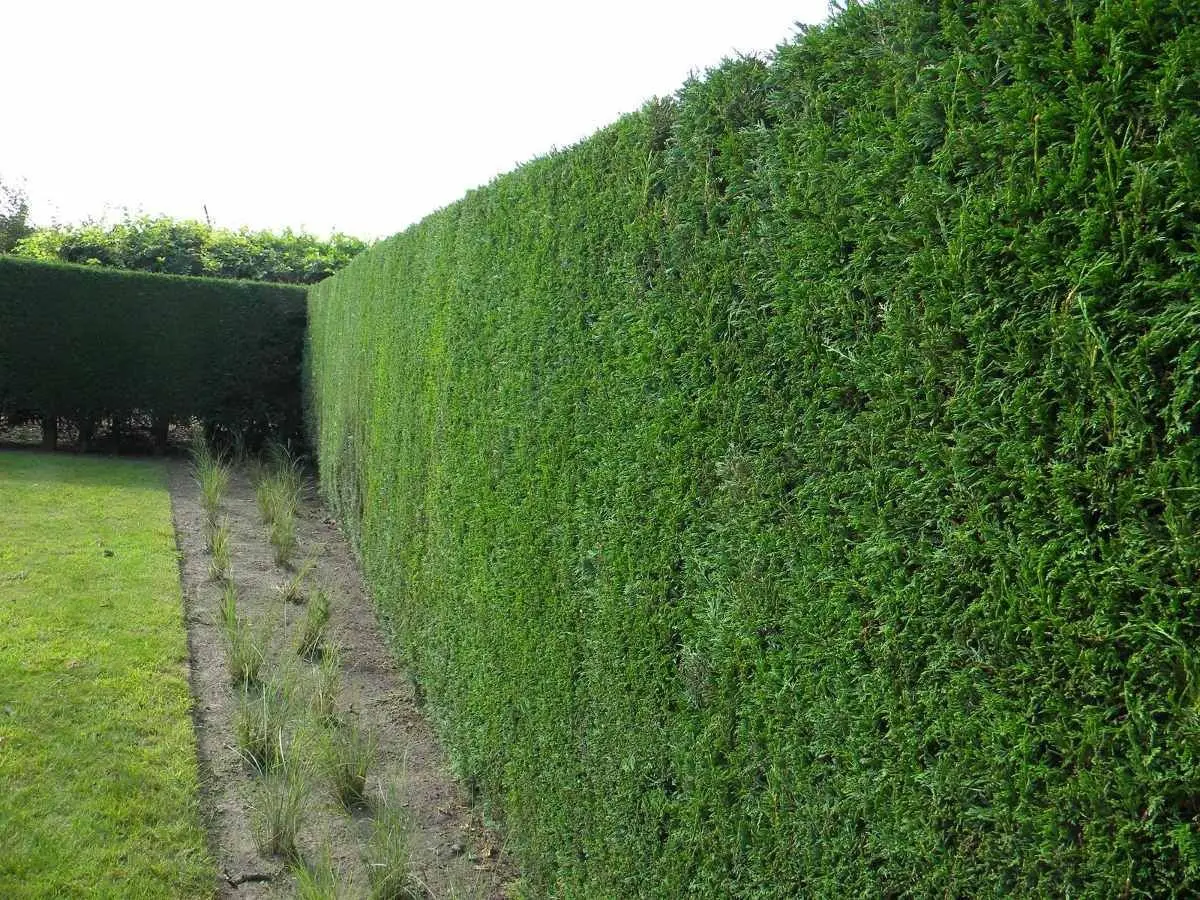 Ciprés de Leyland (Cupressus × leylandii)