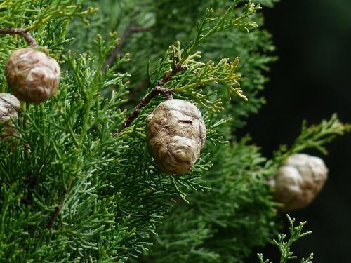 Ciprés Común (Cupressus sempervirens): La Solución Resistente para su Jardín en Madrid