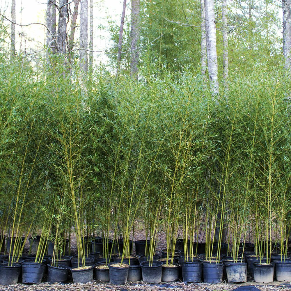 Bambú Dorado - Phyllostachys aurea