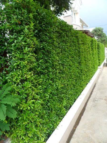 Jazmín estrellado - Trachelospermum jasminoides