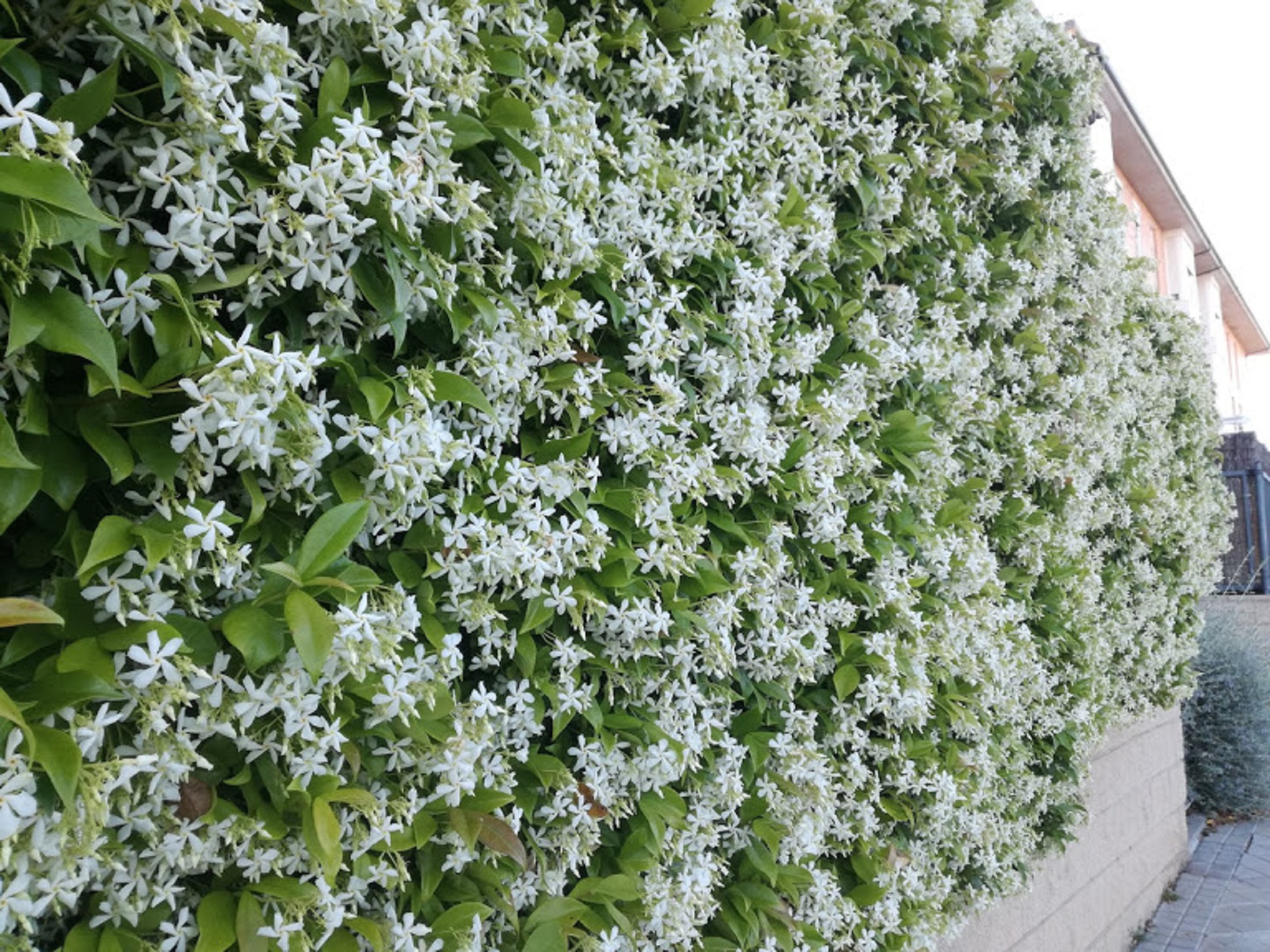 Jazmín estrellado - Trachelospermum jasminoides