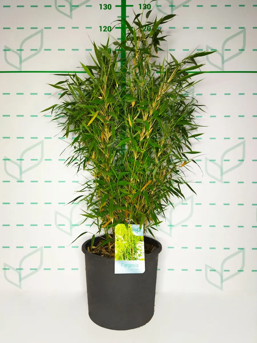 Fargesia murielae 'Jumbo'