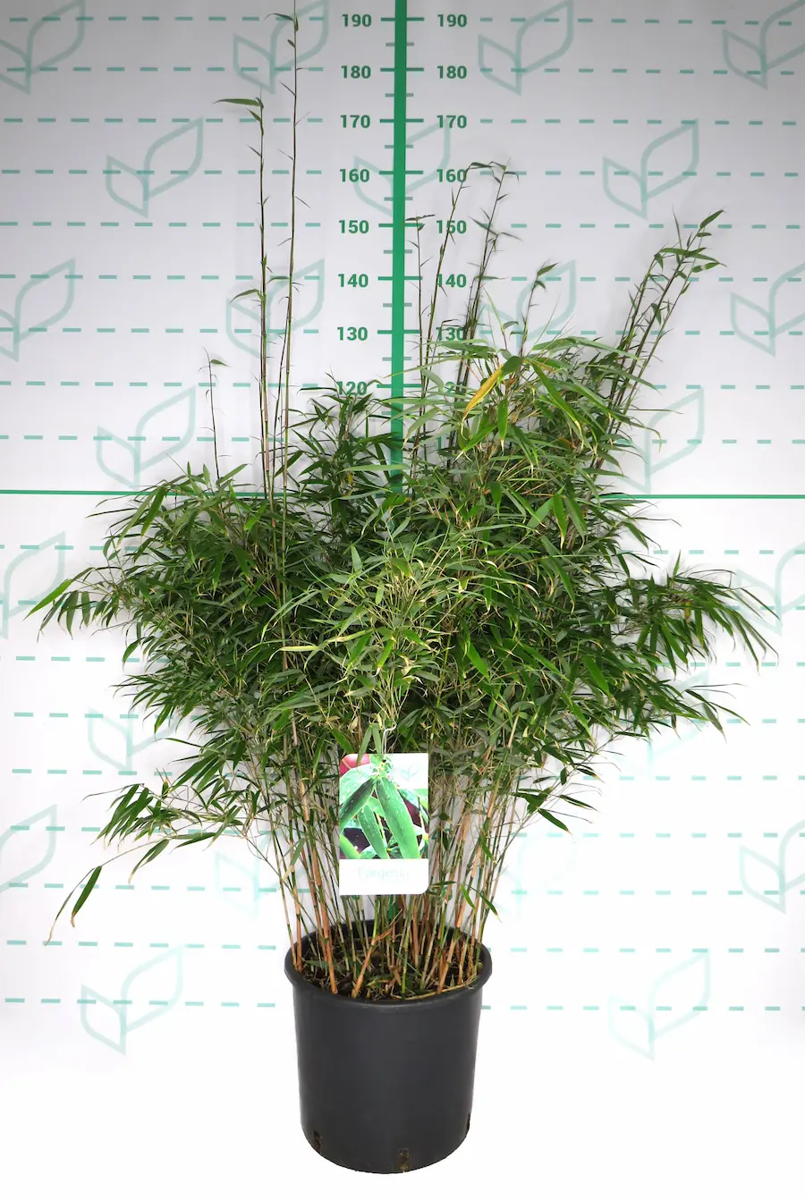 Fargesia rufa