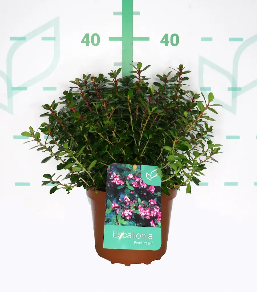 Escallonia Red Dream - Escalonia roja