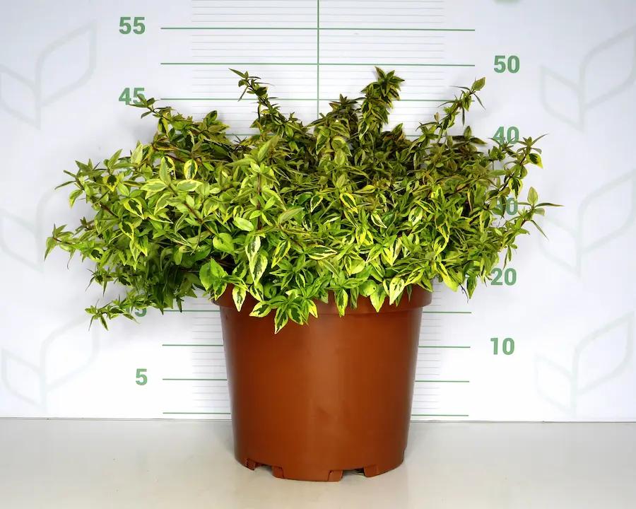 Abelia Kaleidoscope