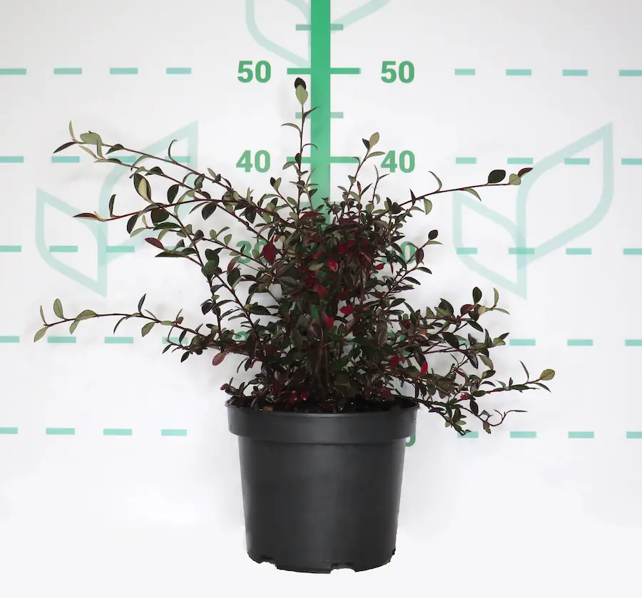 Cotoneaster Franchetii: La Elegancia Arqueada y el Brillo Plateado