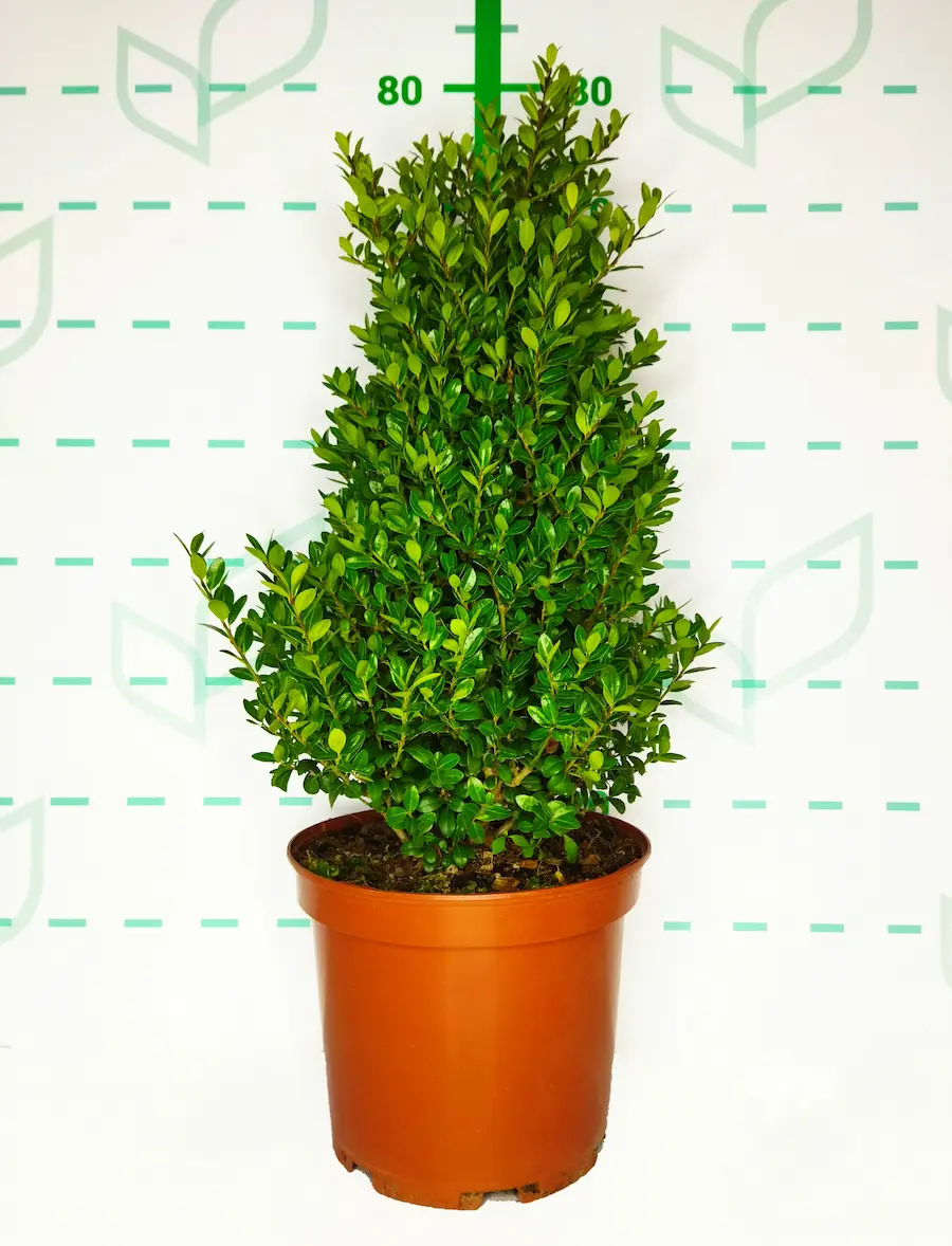 Ilex crenata - Acebo japonés