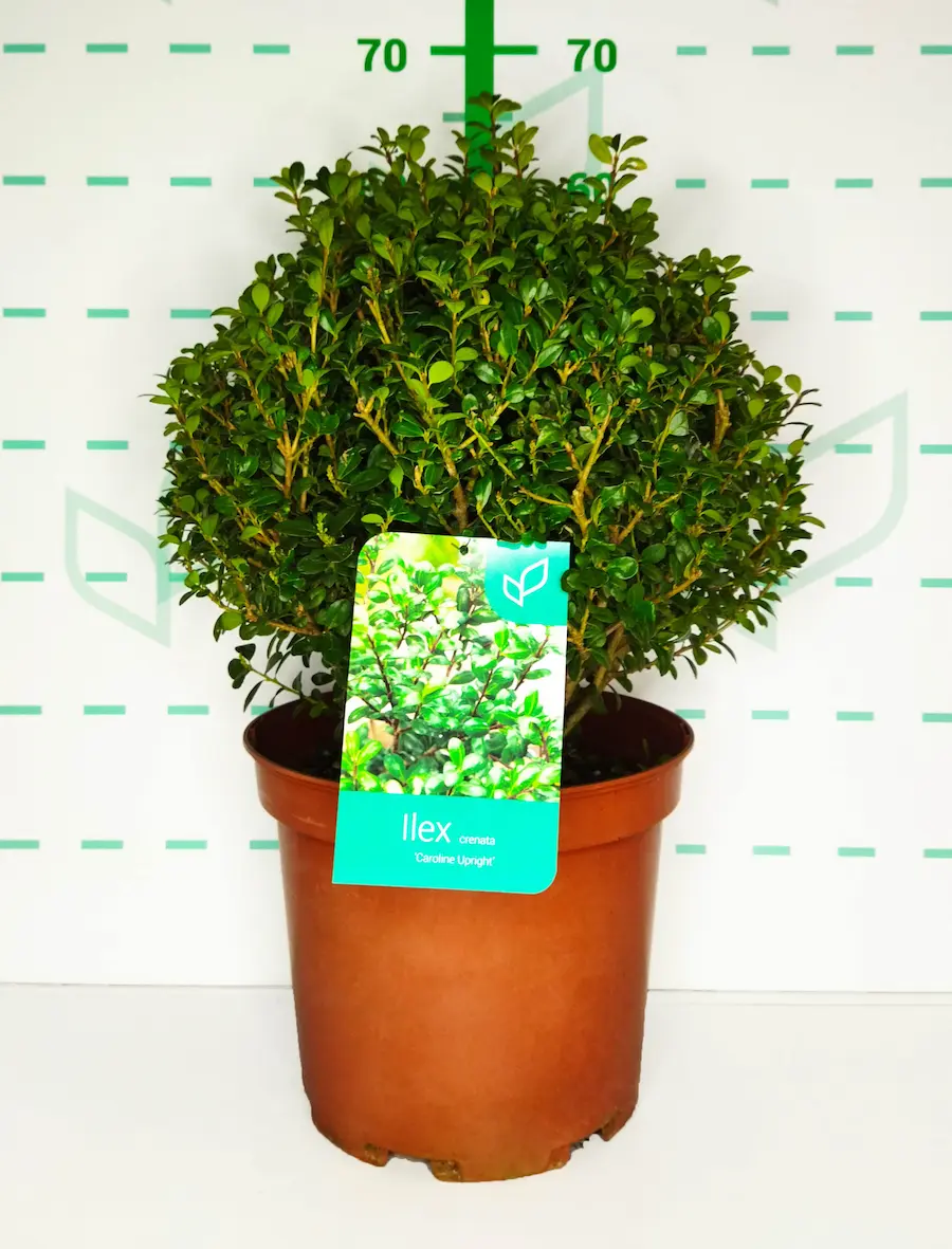 Ilex crenata - Acebo japonés