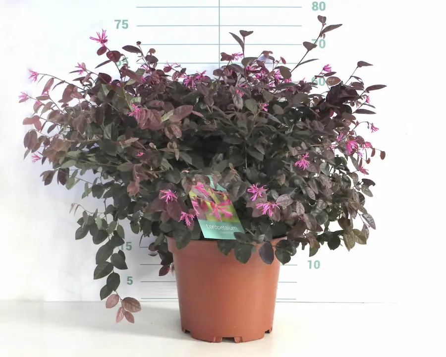 Loropétalo (Loropetalum chinense)