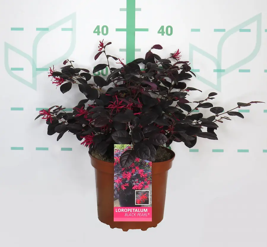 Loropétalo (Loropetalum chinense)