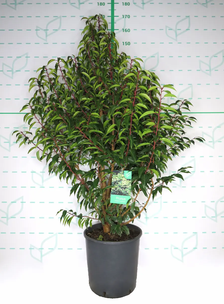 Laurel de Portugal 'Angustifolia' (Prunus lusitanica)