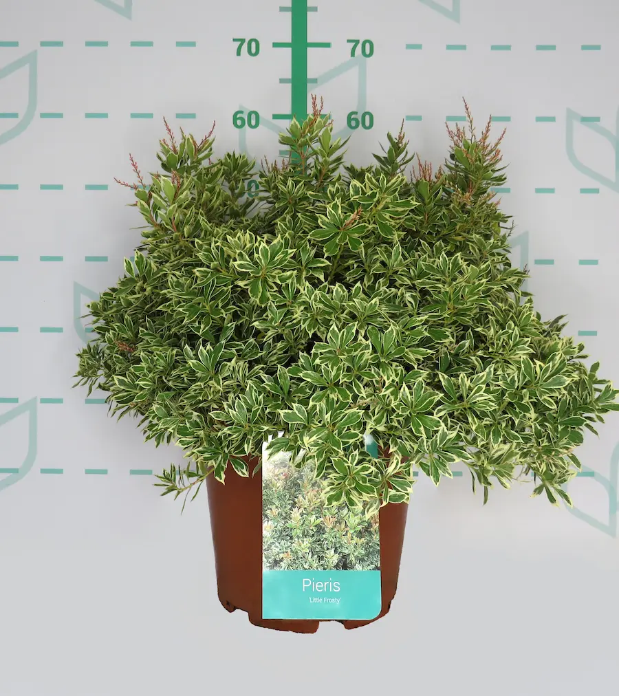 Pieris japonica - Andrómeda de Japón