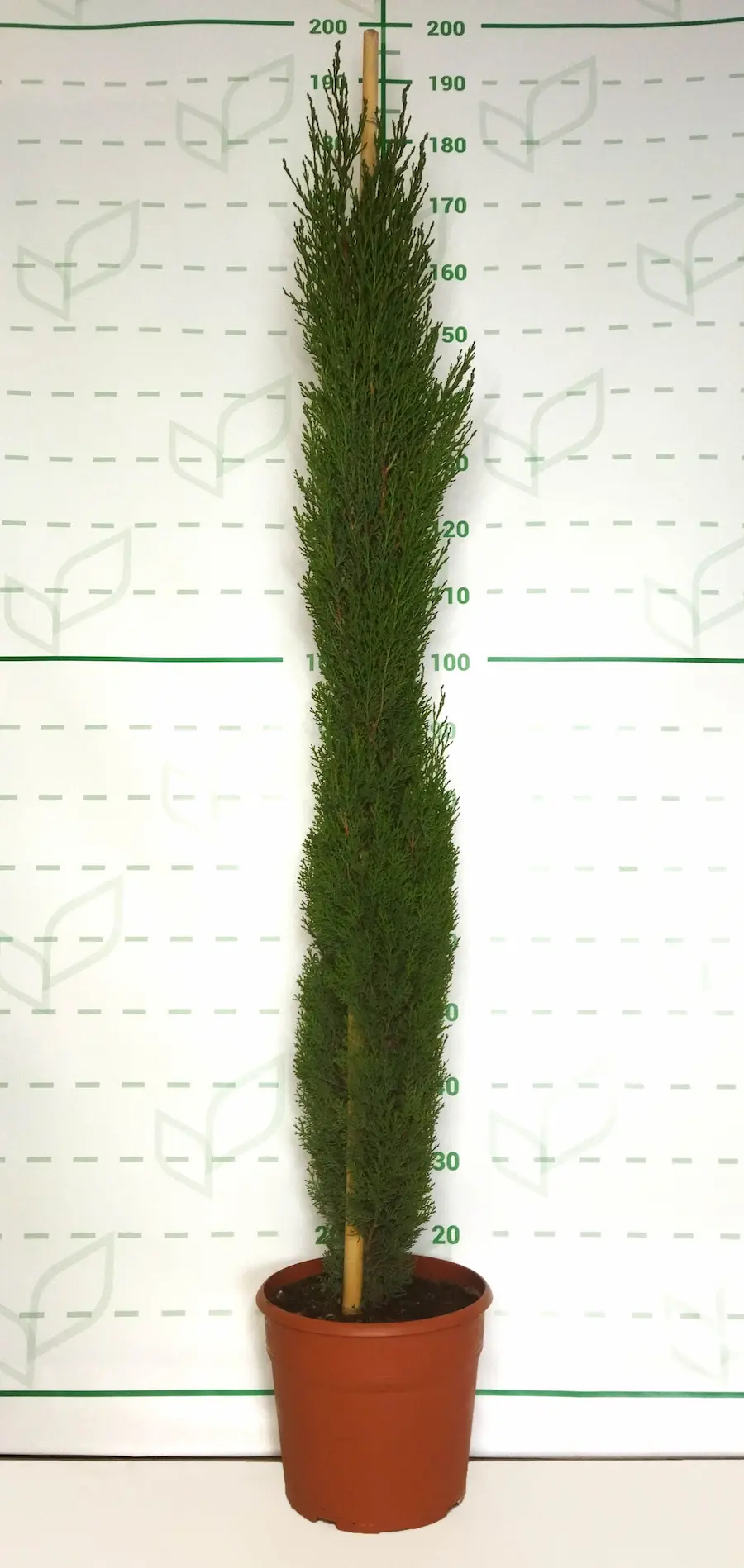 Ciprés Totem - Cupressus Stricta "Totem"