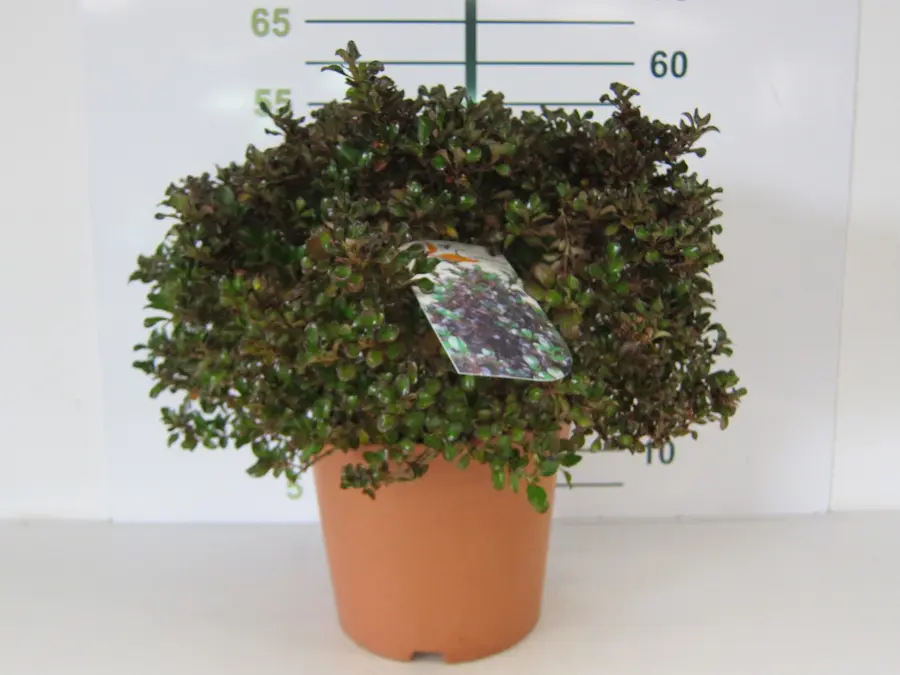 Coprosma - Planta espejo