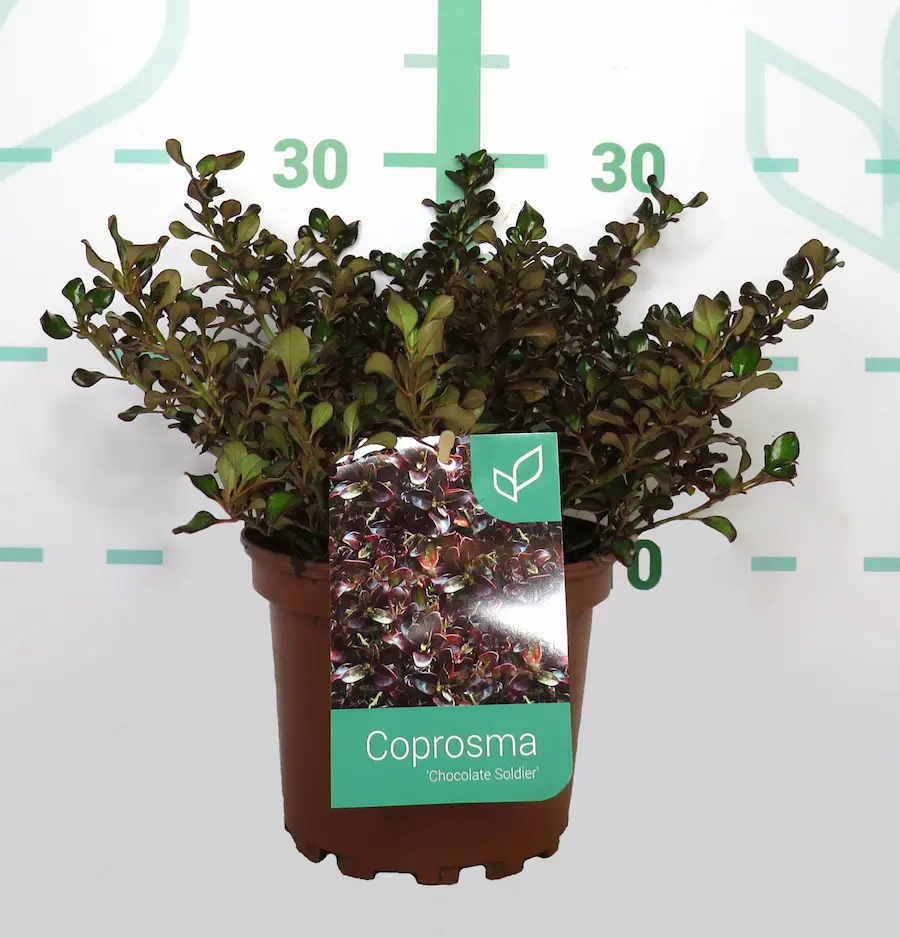 Coprosma - Planta espejo