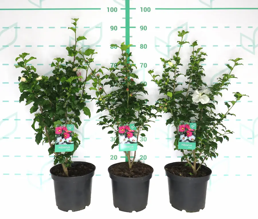 Hibiscus syriacus - Hibisco de Siria