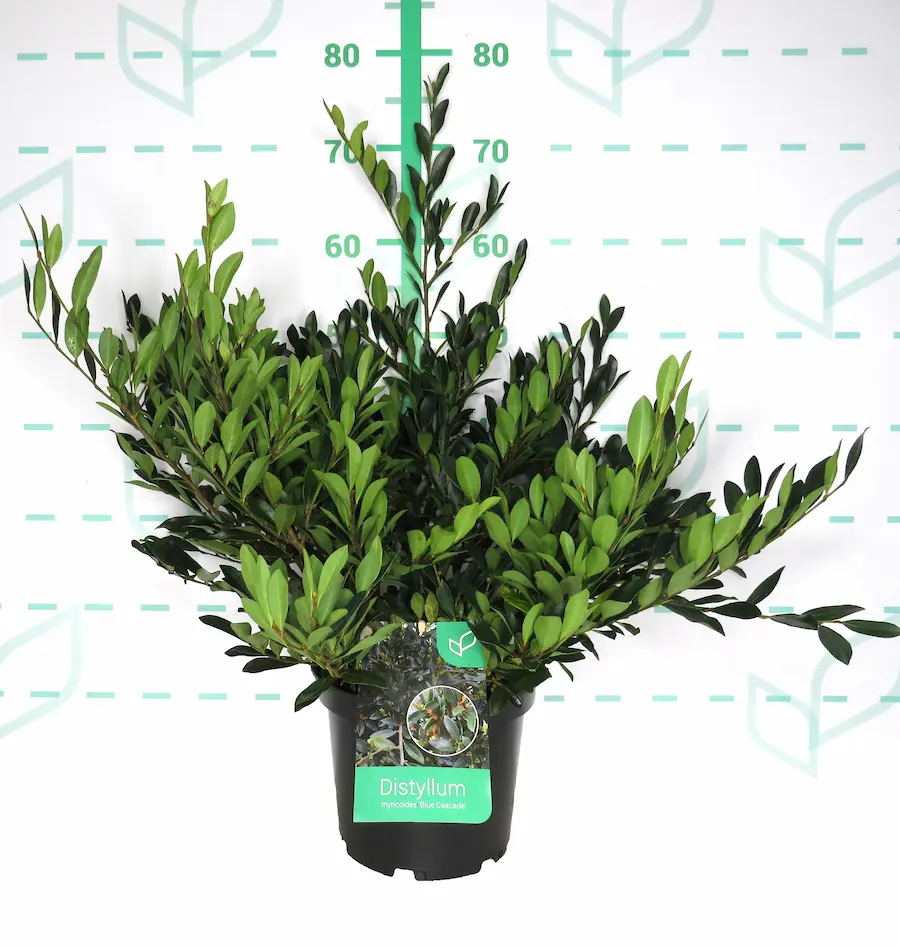 Distylium myricoides - Distylium