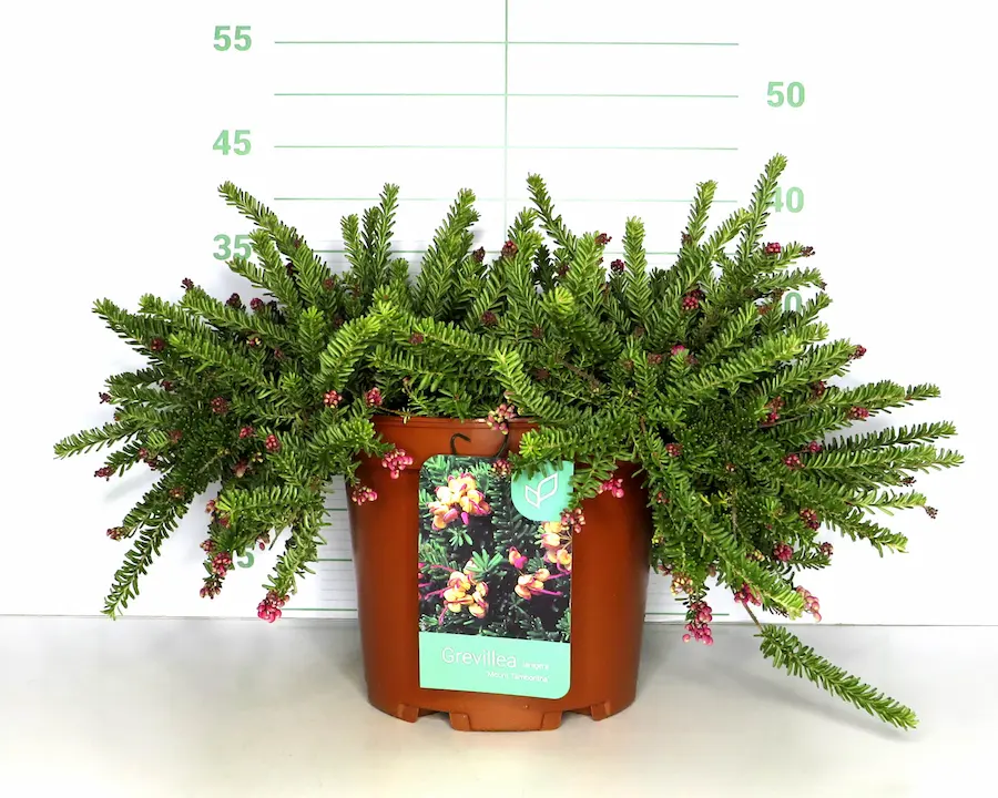 Grevillea lanigera Mount Tamboritha