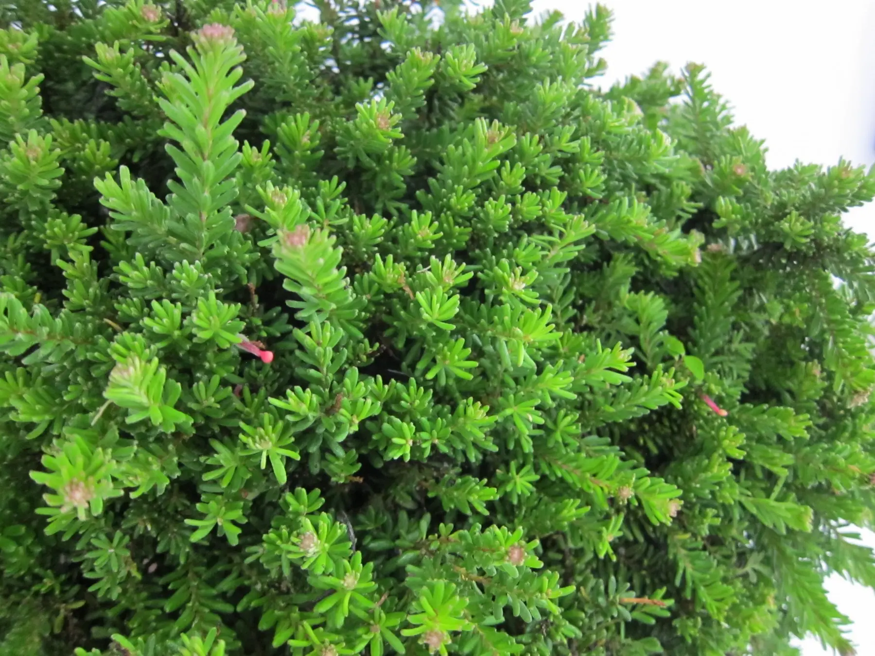 Grevillea lanigera Mount Tamboritha