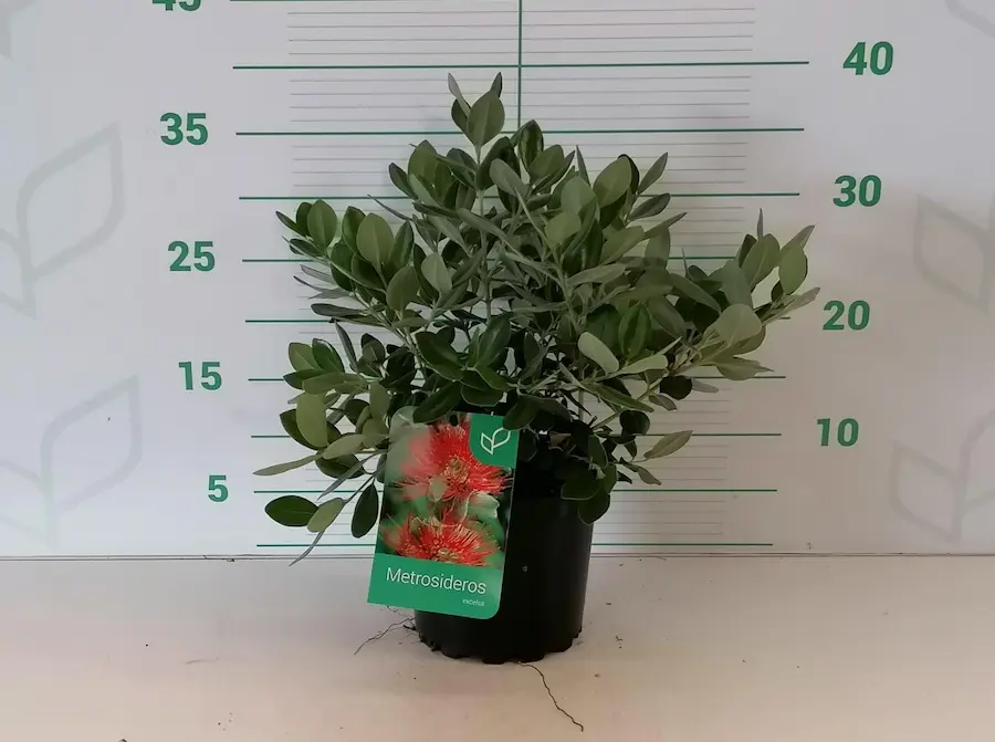 Metrosideros excelsa - Metrosidero