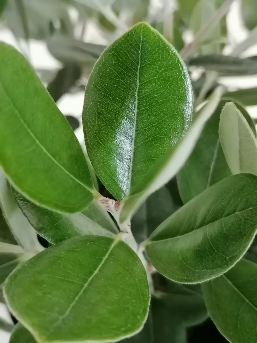 Metrosideros excelsa - Metrosidero