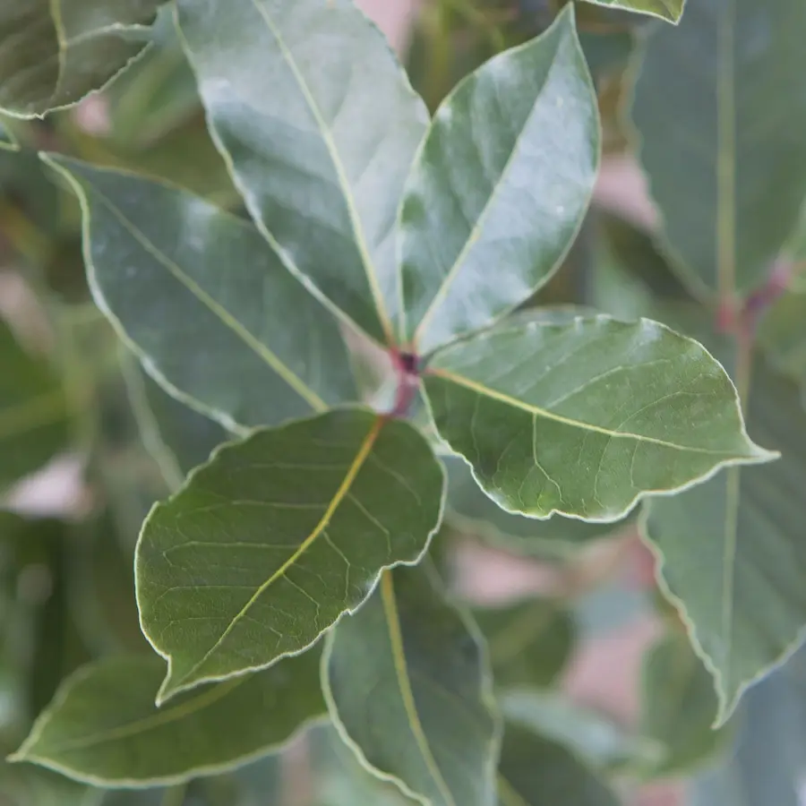 Laurel (Laurus nobilis)
