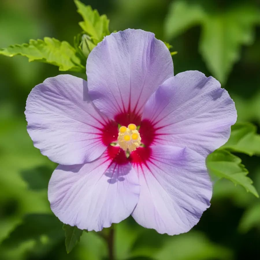 Hibiscus syriacus - Hibisco de Siria