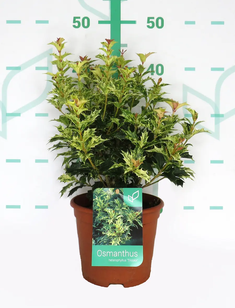 Osmanthus heterofillium Tricolor - Falso acebo
