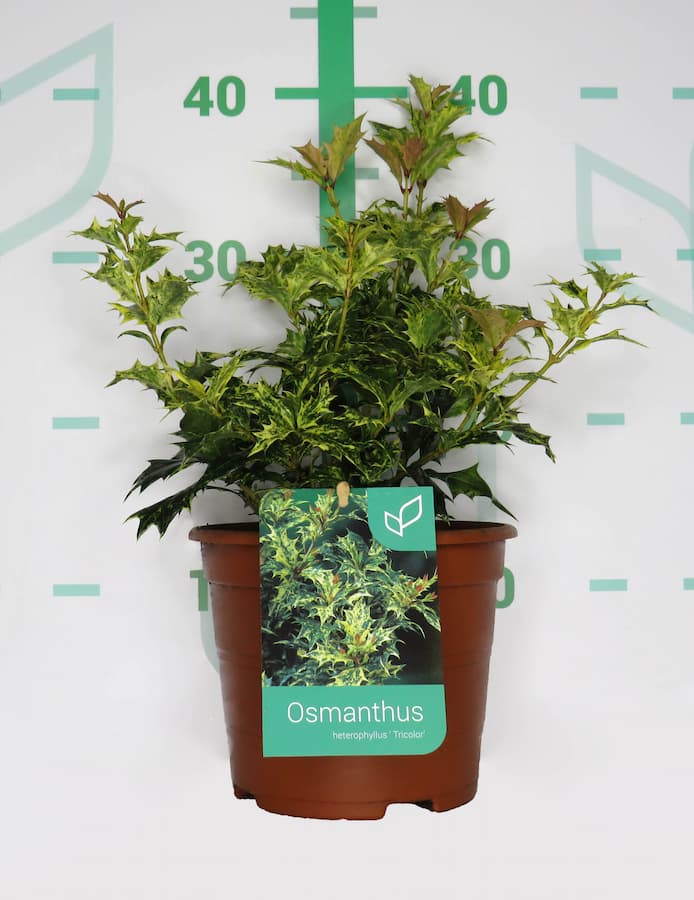 Osmanthus heterofillium Tricolor - Falso acebo