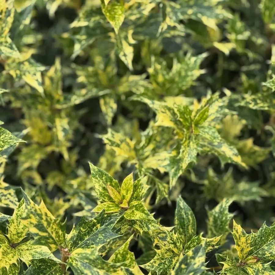 Osmanthus heterofillium Tricolor - Falso acebo