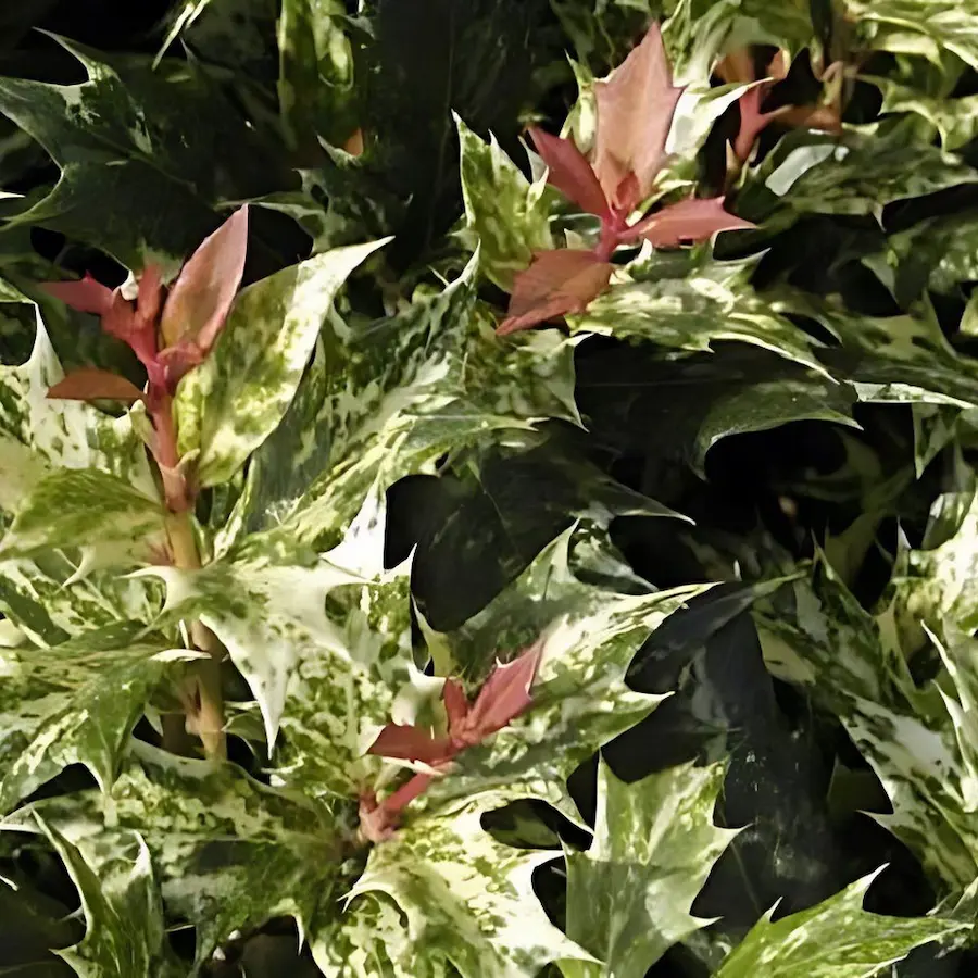 Osmanthus heterofillium Tricolor - Falso acebo