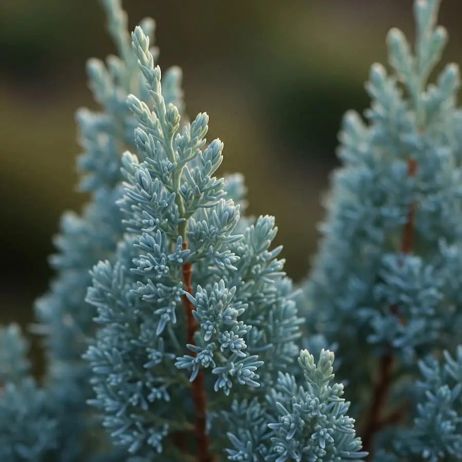 Ciprés de Arizona (Cupressus arizonica) - 2.5 metros de altura