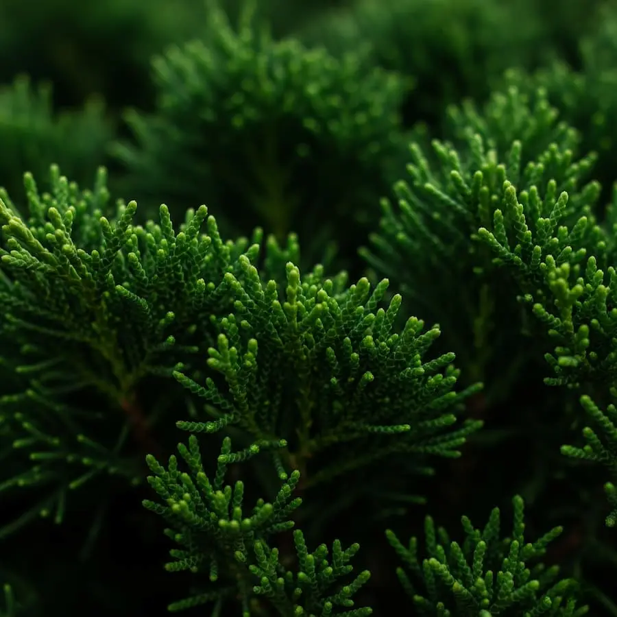 Ciprés Común 'Stricta' (Cupressus sempervirens 'Stricta') - 3 metros de altura