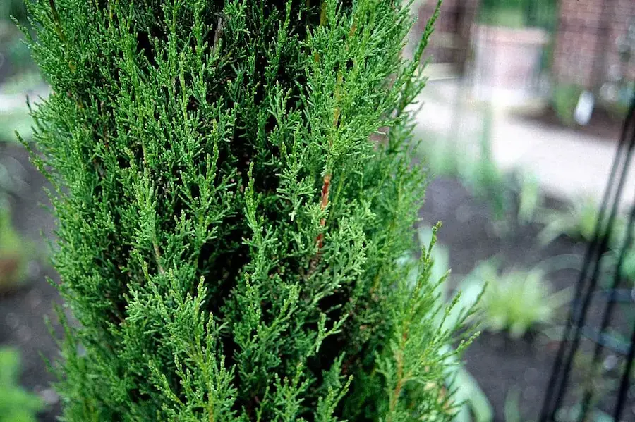 Ciprés Común 'Stricta' (Cupressus sempervirens 'Stricta') - 3 metros de altura