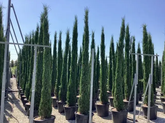 Ciprés Común 'Stricta' (Cupressus sempervirens 'Stricta') - 3 metros de altura