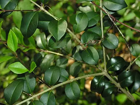 Aligustre de Japón (Ligustrum japonicum)