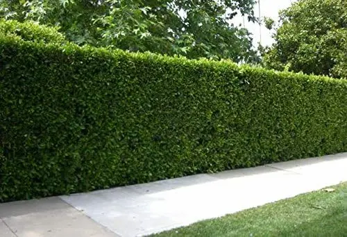 Aligustre de Japón (Ligustrum japonicum)