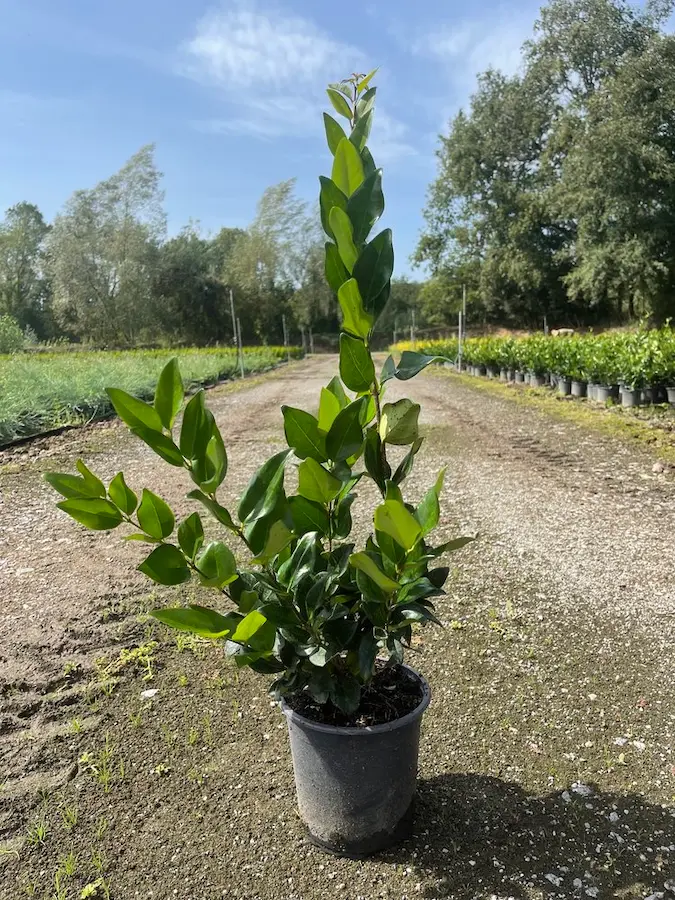 Aligustre de Japón (Ligustrum japonicum)