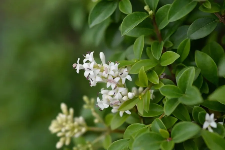 Aligustre de Hoja Oval (Ligustrum ovalifolium)
