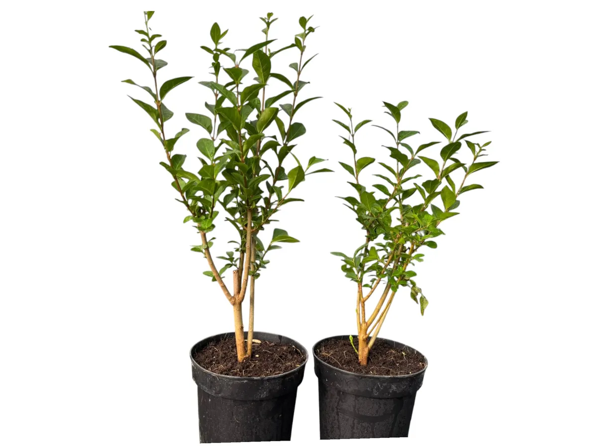 Aligustre de Hoja Oval (Ligustrum ovalifolium)