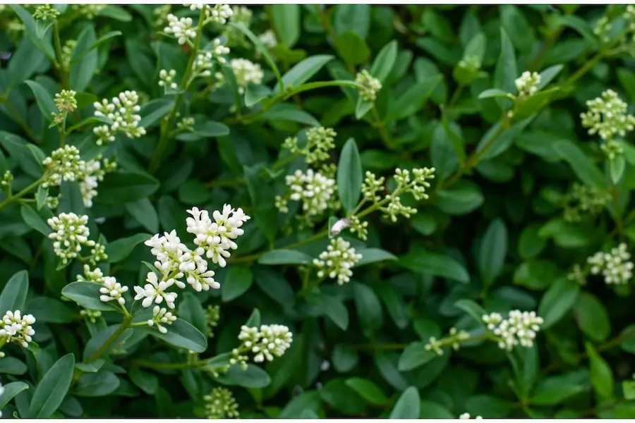 Aligustre de Hoja Oval (Ligustrum ovalifolium)