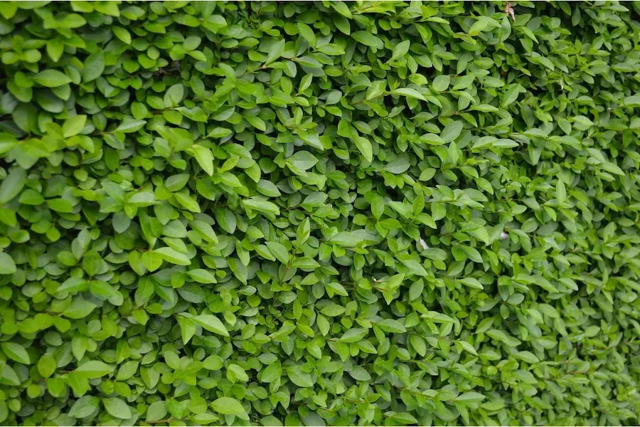 Aligustre de Hoja Oval (Ligustrum ovalifolium)