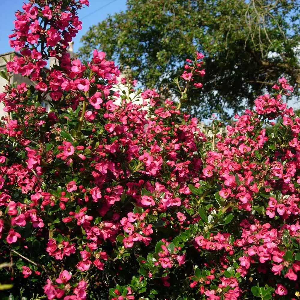Escallonia 'Red Macrantha' (Escallonia rubra var. macrantha)