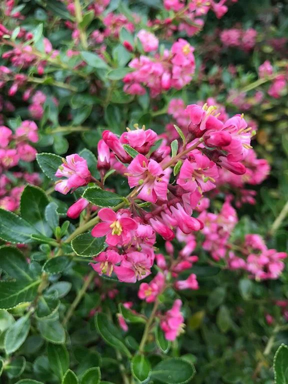 Escallonia 'Red Macrantha' (Escallonia rubra var. macrantha)